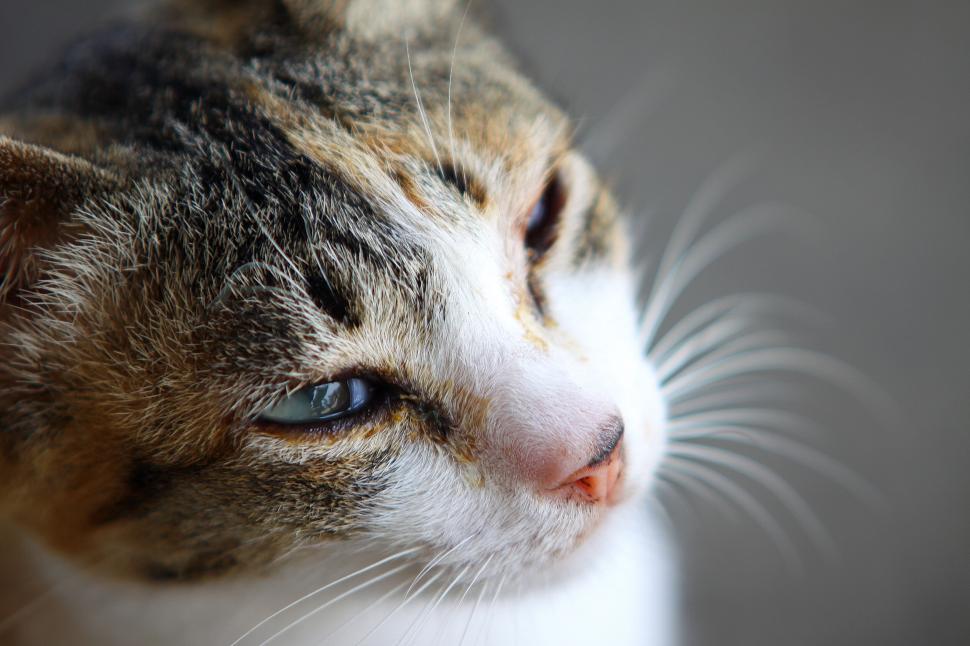 Free Image of Close-up of cat with striking blue eyes looking upwards 