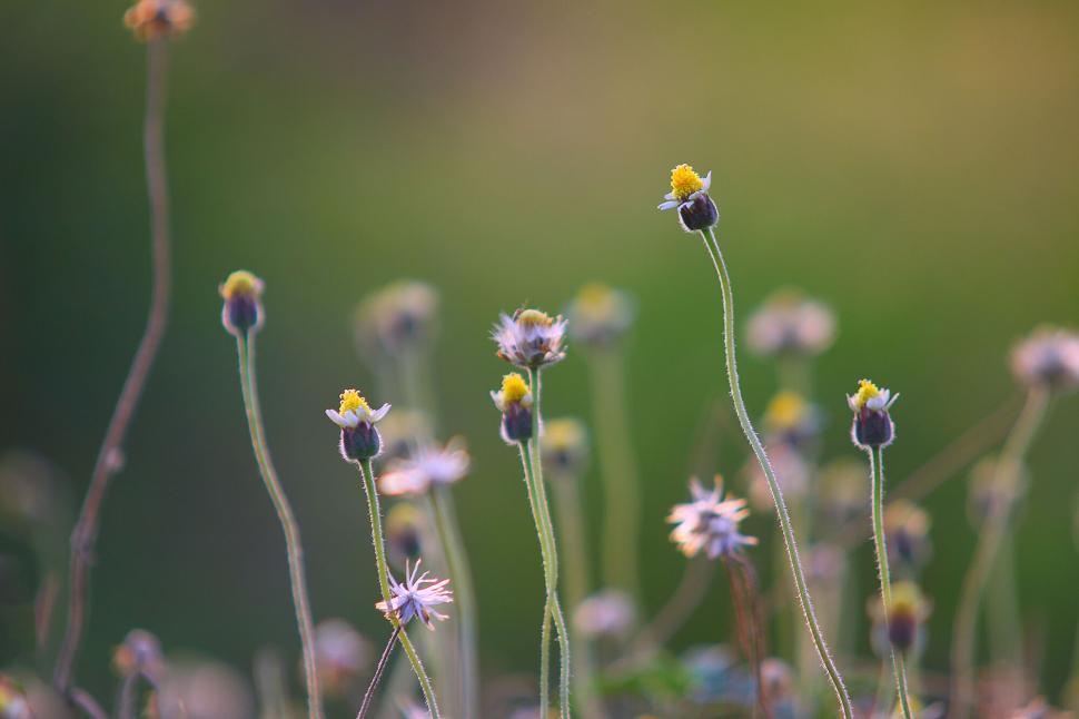 Free Image of Close-up of delicate wildflowers in a green meadow. 