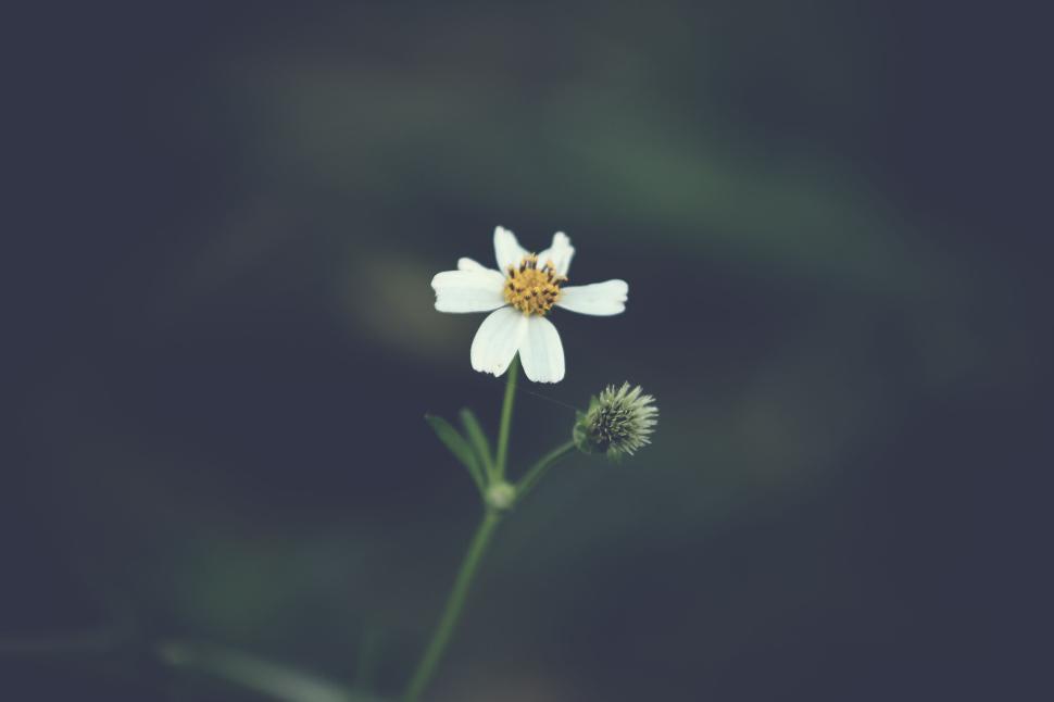 Free Image of Single white flower standing alone in dark green field. 