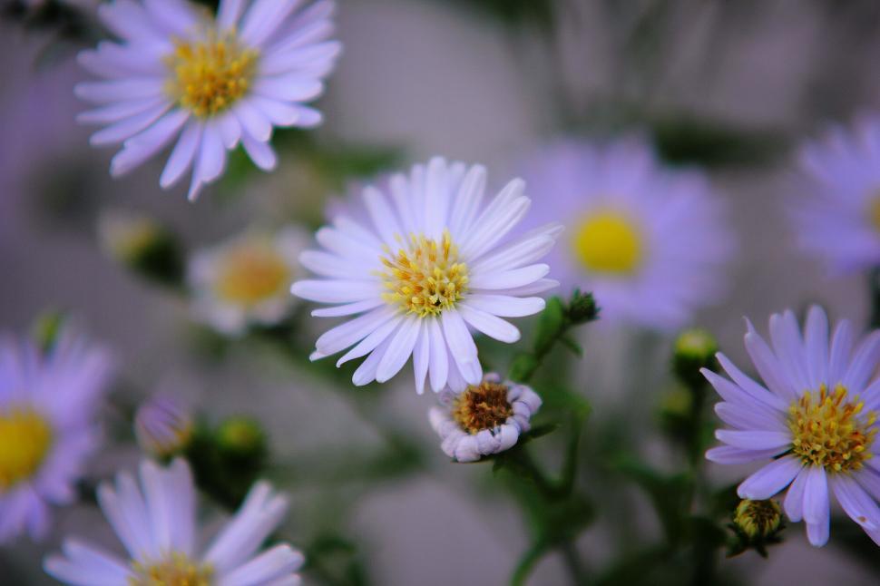 Free Image of Close up of delicate daisies in full bloom with blurred background 