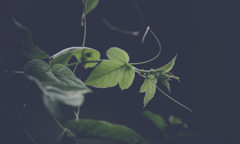Free Image of Close-up of lush green leaves against dark background 