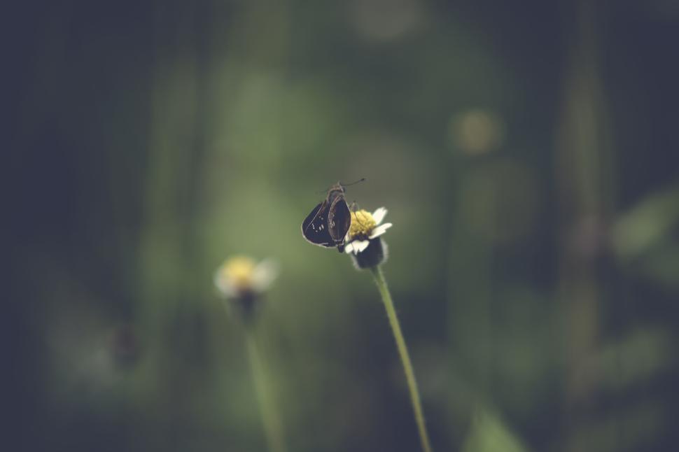 Free Image of Delicate butterfly perched on yellow flower in nature 