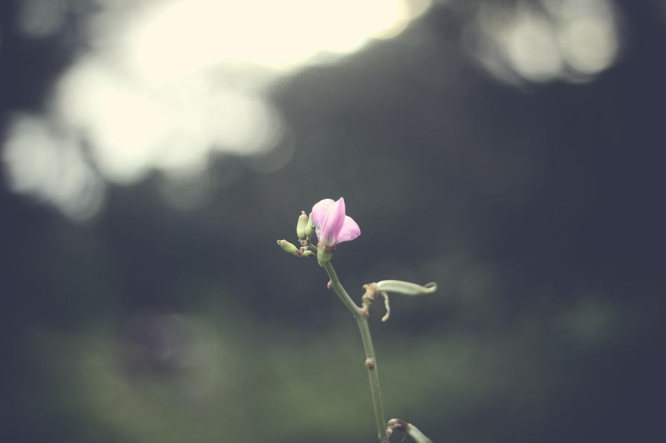 Free Image of Solitary purple flower bloom with blurred background. 