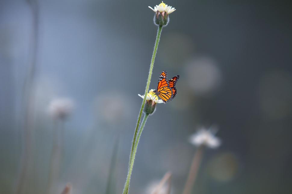 Free Image of Monarch butterfly on flower blooming in calm morning light 