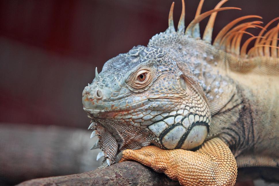 Free Image of Regal iguana resting on branch showcasing textured skin 