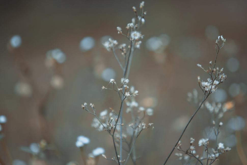 Free Image of Delicate white flowers on thin stems in soft focus 
