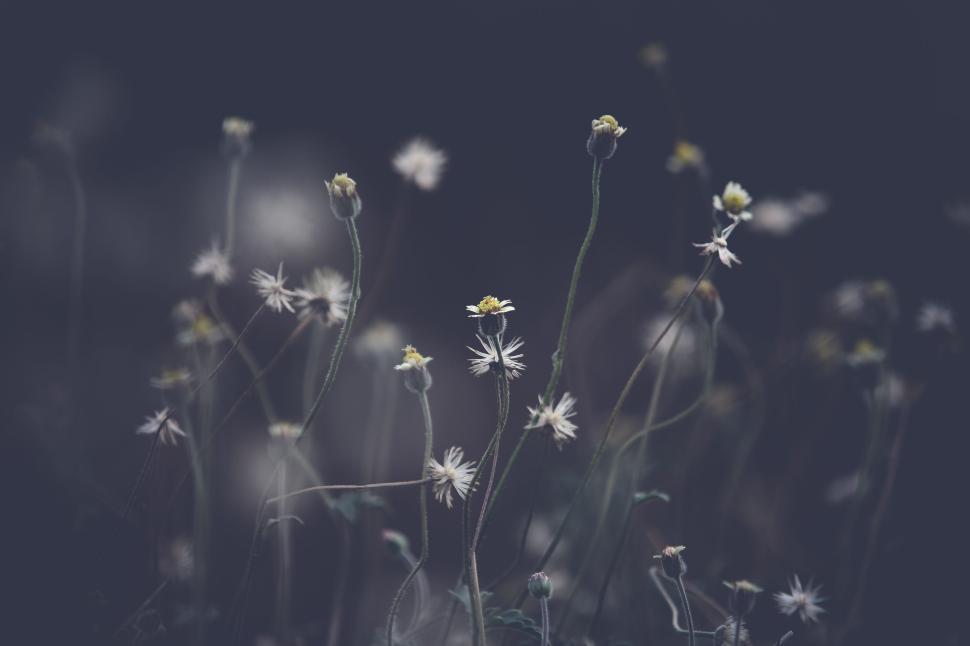 Free Image of Tiny yellow and white wildflowers in dark background 