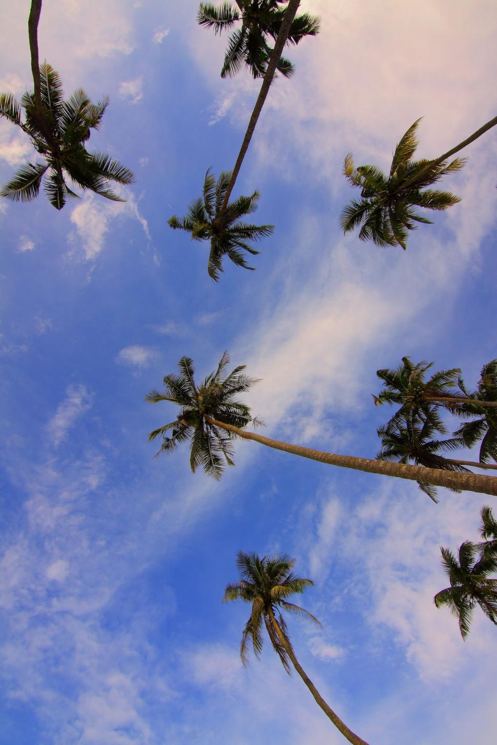 Free Image of Sky view of tall palm trees against bright blue sky 