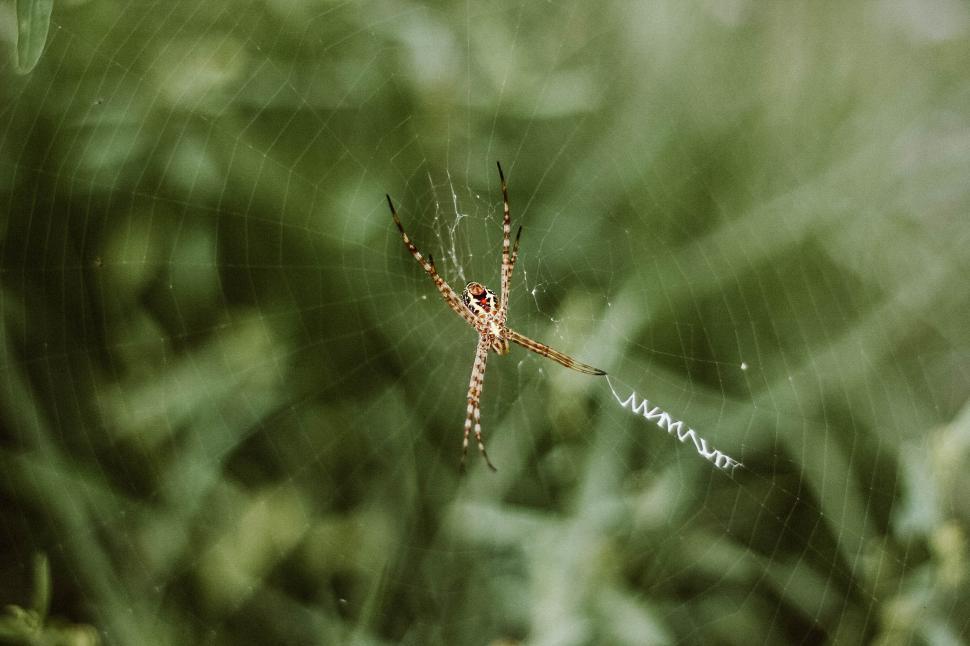 Free Image of Detailed view of spider on its web in lush background 
