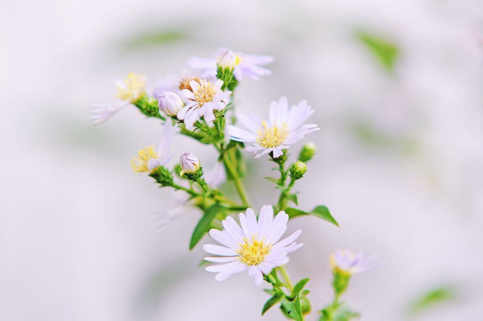 Free Image of Delicate purple flowers on soft-focused greenery background 