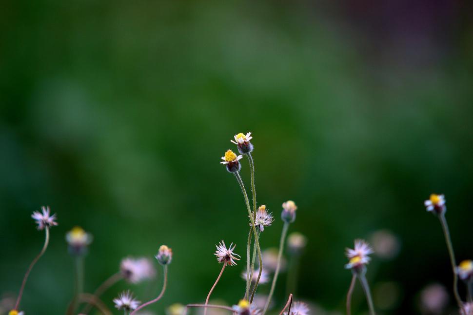 Free Image of Close-up of tiny wildflowers in a green meadow 