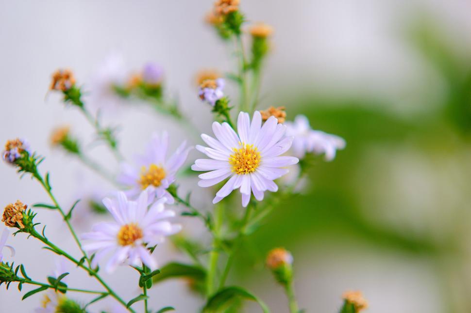 Free Image of Vibrant blooming flowers with yellow centers in focus 