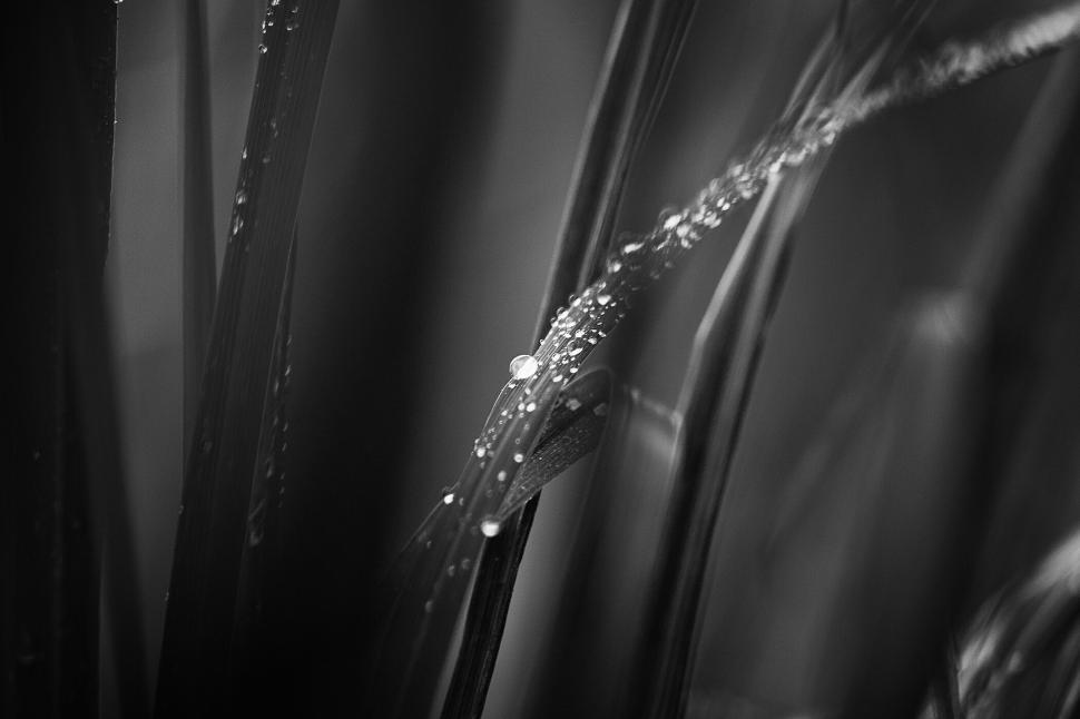 Free Image of Black and white close-up of dewdrops on blades of grass 