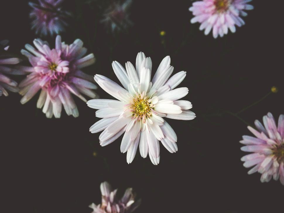 Free Image of Close-up of blooming flowers with soft lighting effects. 