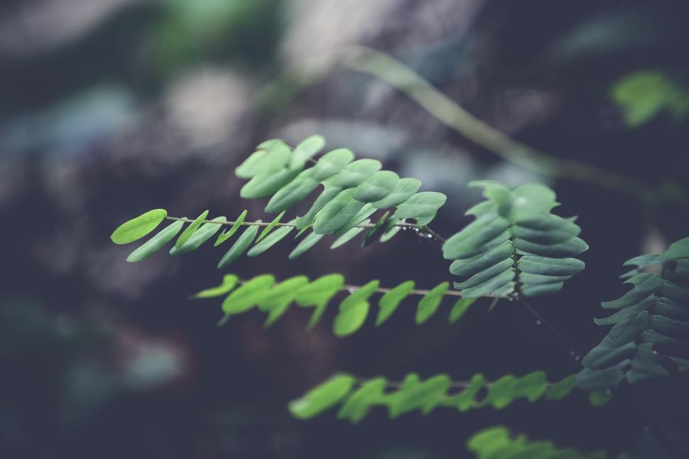 Free Image of Close-up of fern leaves showcasing their delicate form. 