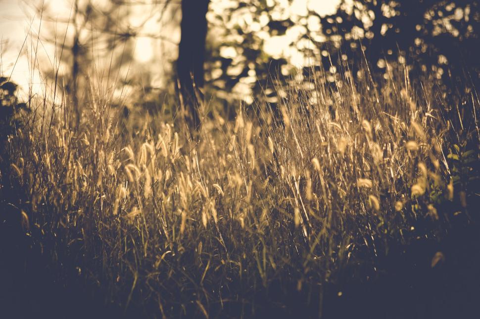 Free Image of Golden grasses sway gently in evening sunlight glow 