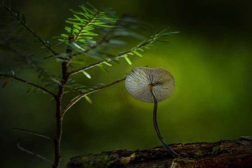 Free Image of Delicate mushroom growing beside a young tree in forest 