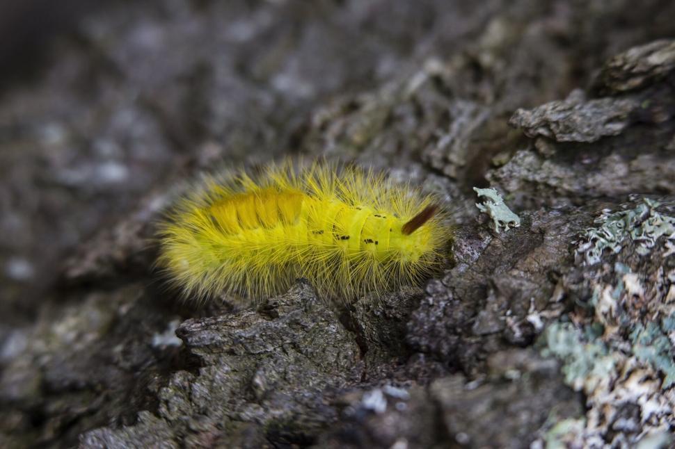 Free Image of Bright yellow furry caterpillar on textured tree bark 