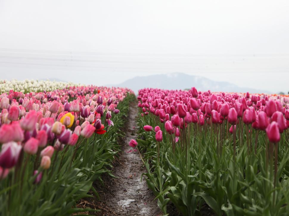 Free Image of Colorful field of tulips with mountains in background view 