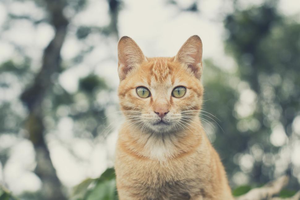 Free Image of Close-up of orange cat outdoors with blurred background. 