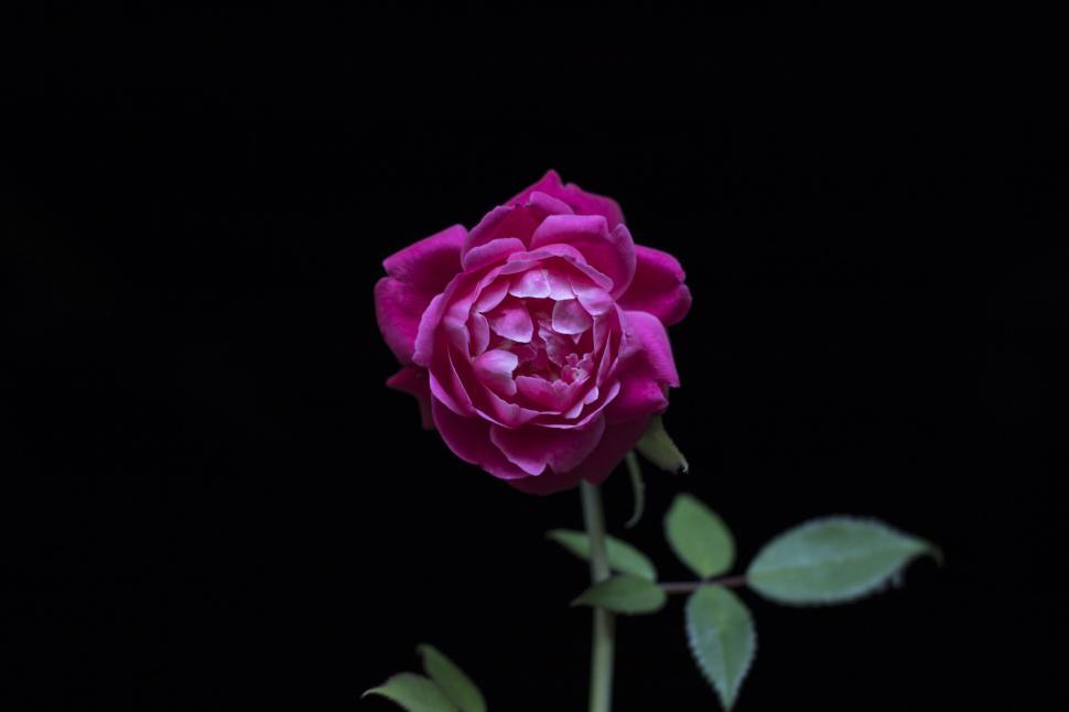Free Image of Close-up of a vibrant pink rose against a black background 