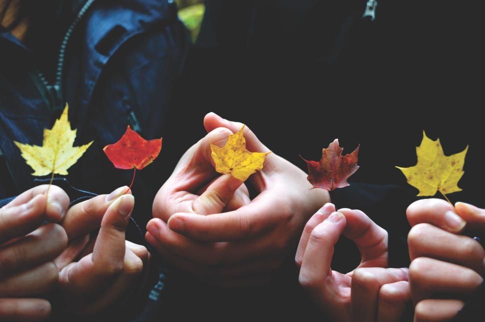 Free Image of Hands holding various colored autumn leaves together 