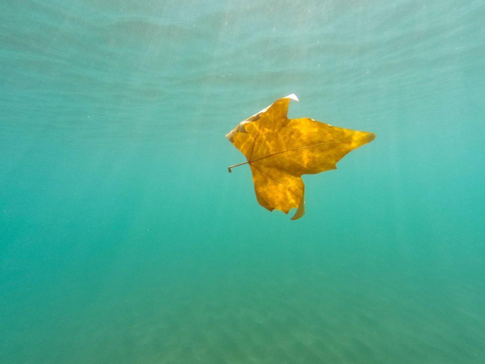 Free Image of Single autumn leaf floating under water, serene visuals 