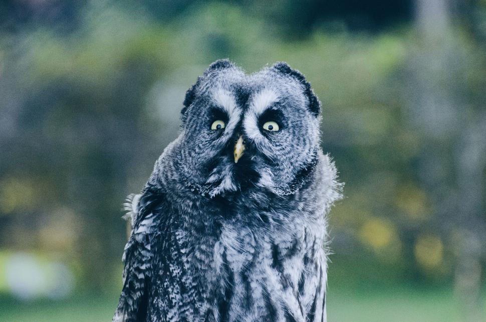 Free Image of Close-up of a great grey owl with intense yellow eyes 