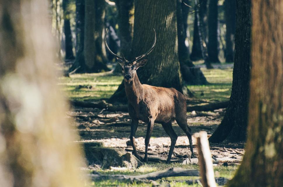 Free Image of Deer standing in forest clearing surrounded by tall trees 