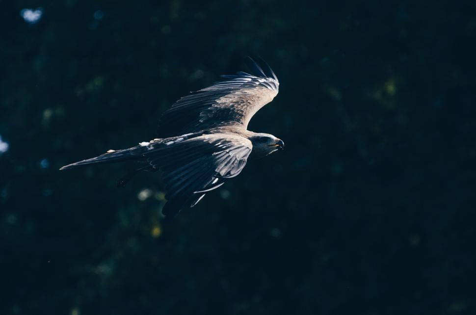 Free Image of Dark-colored bird flying against dark green backdrop 