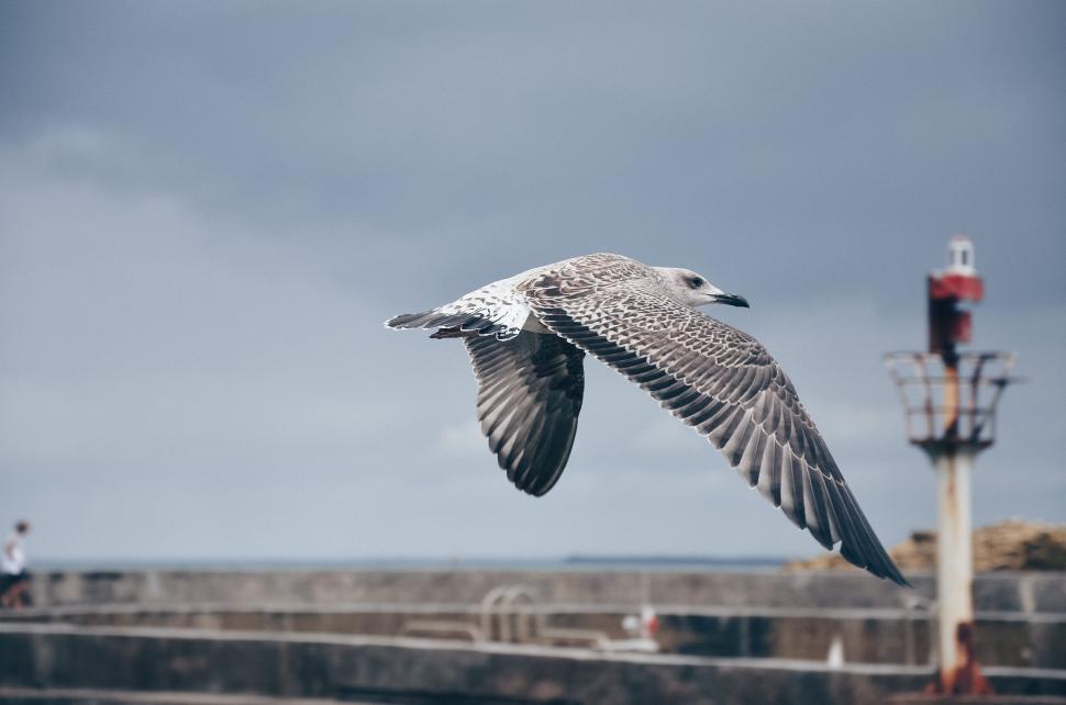 Free Image of Seagull flying over pier with cloudy sky in background 