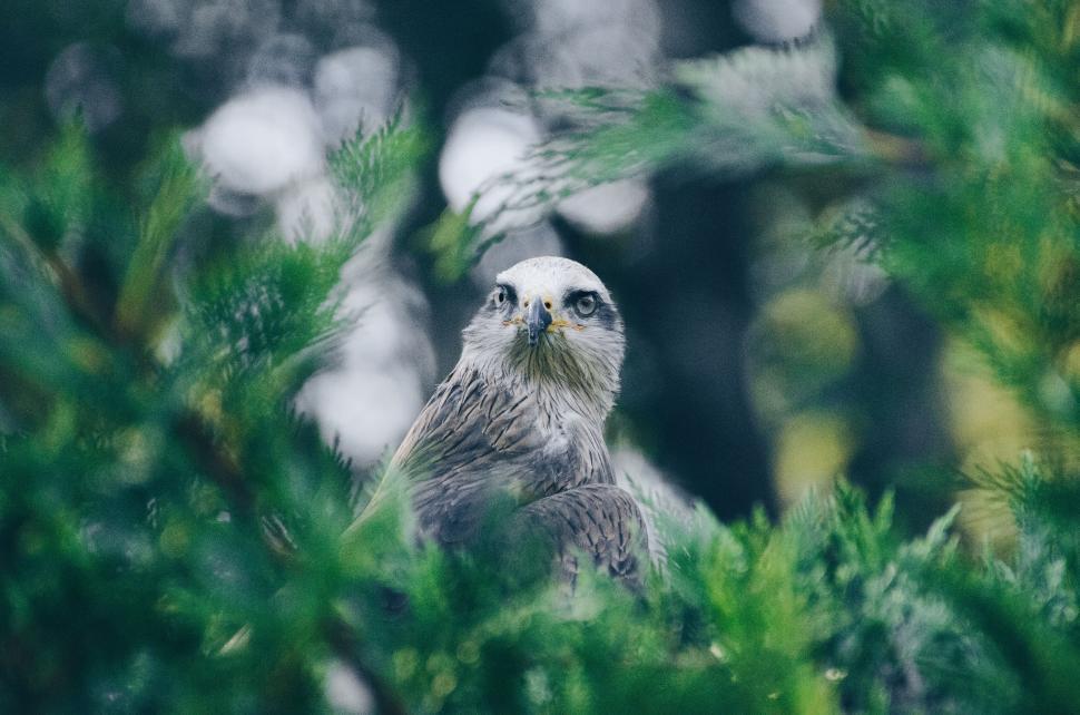 Free Image of Close-up of an eagle with blurred foliage background 