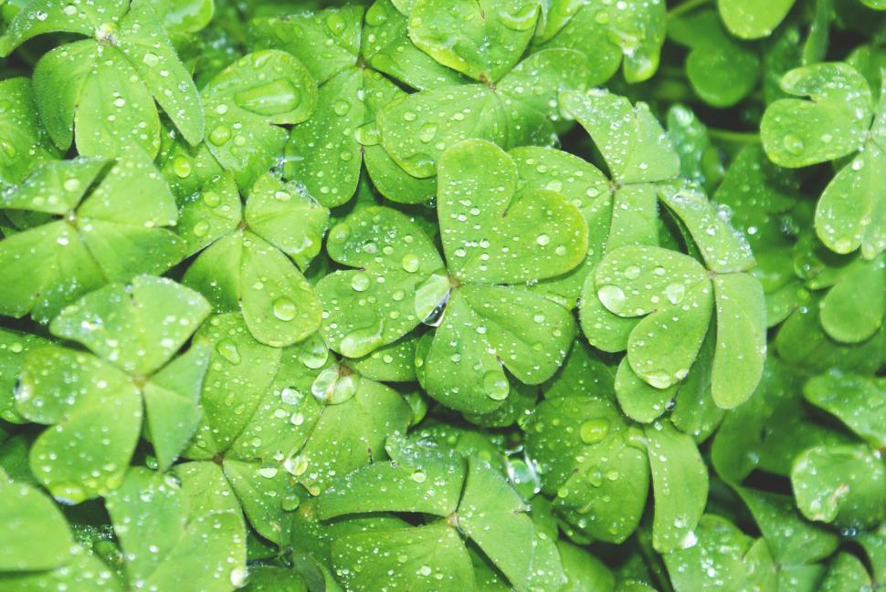 Free Image of Dew-covered clover leaves in a close-up view, vibrant green. 