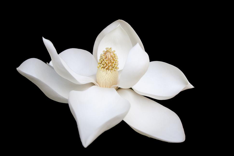 Free Image of Magnolia flower with white petals on black background. 