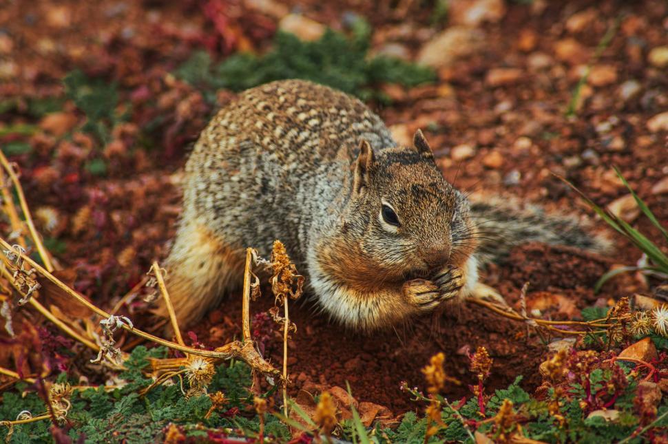 Free Image of Grey squirrel foraging on ground in natural habitat. 