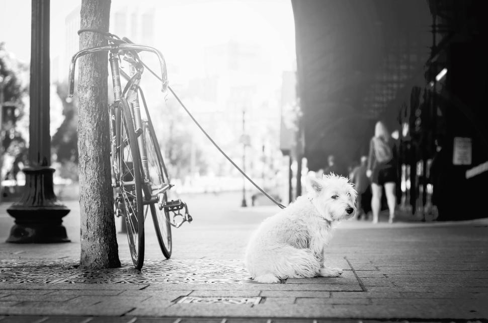 Free Image of Dog sitting next to a parked bicycle on a city street. 