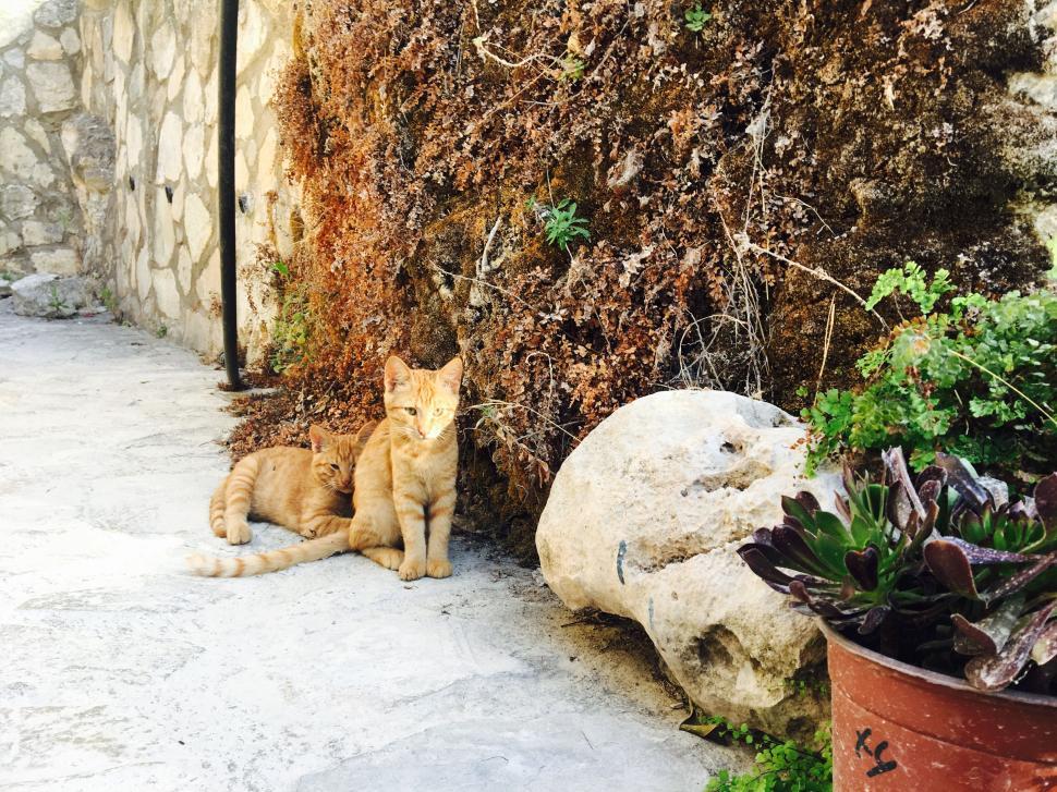 Free Image of Two cats sitting near a stone wall under the sunlight. 