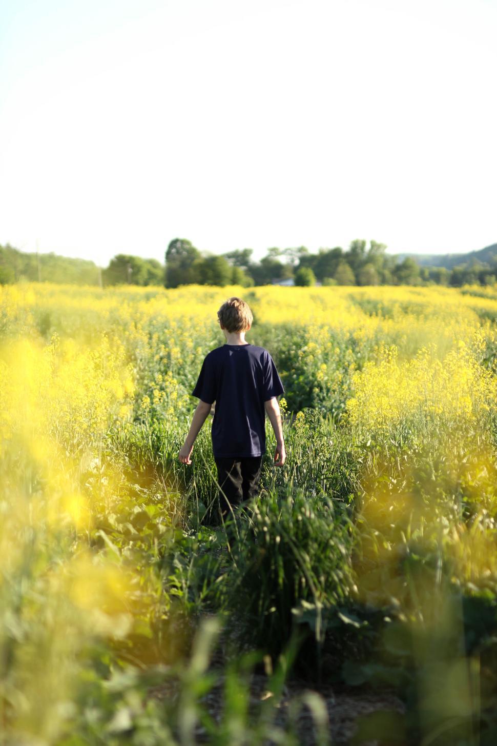 Free Image of Boy walking through a field of yellow flowers in evening 