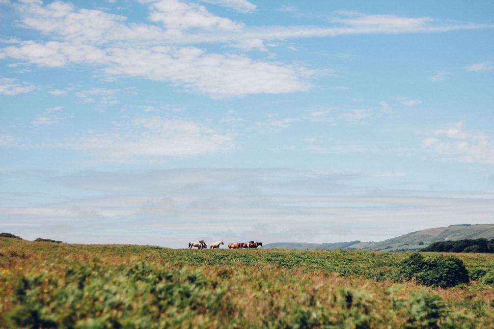 Free Image of Horses grazing in a vast open field under blue sky 