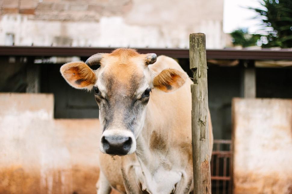 Free Image of Close-up portrait of a brown cow with a calm expression 