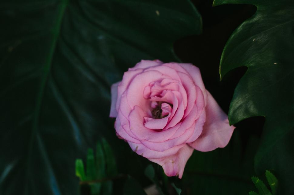 Free Image of Pink rose in focus among large green leaves background 