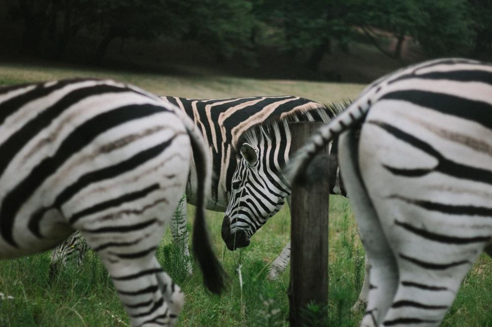 Free Image of Group of zebras grazing in lush green field by forest 