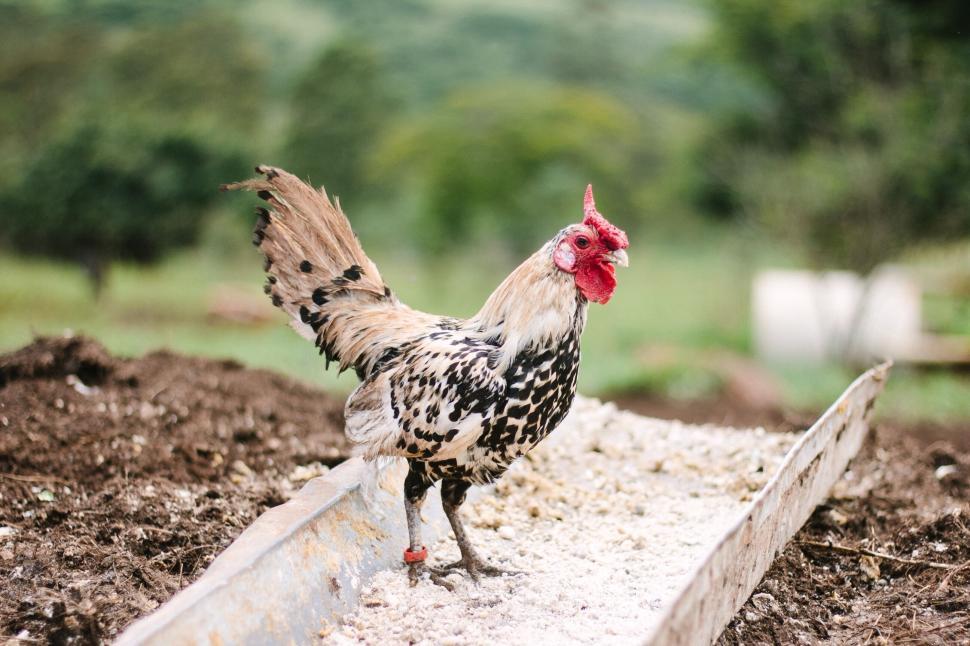 Free Image of Spotted rooster standing on feed tray in a farmyard 