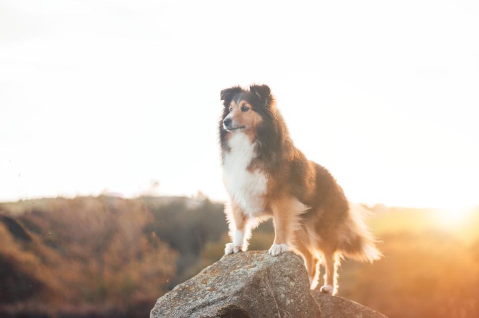 Free Image of Dog standing on rock, enjoying outdoor scenery. 