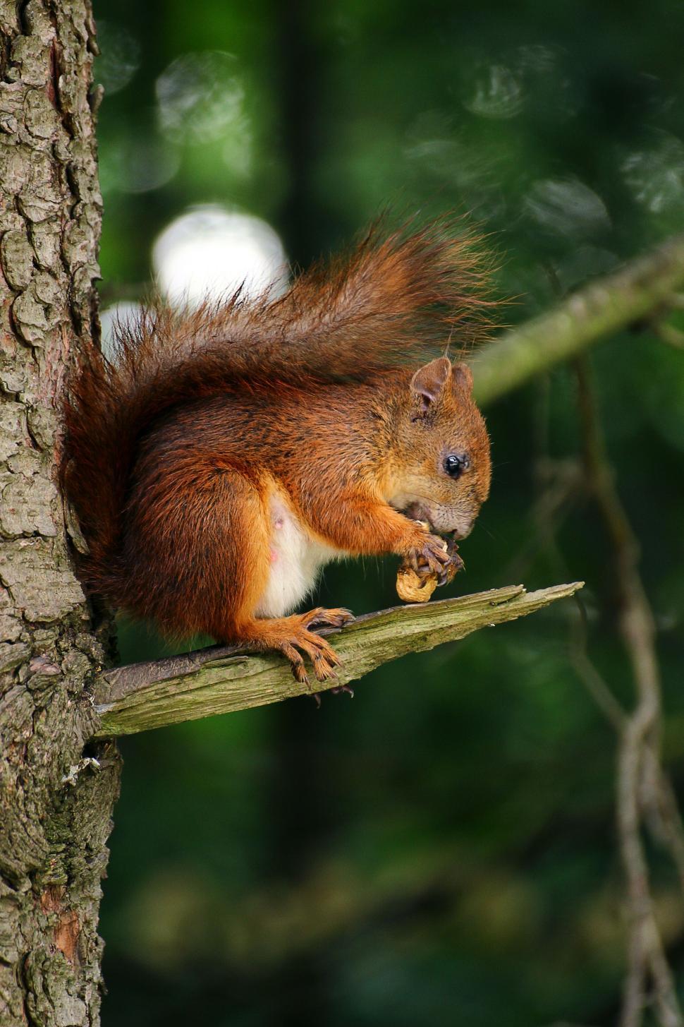 Free Image of Red squirrel eating a nut on a tree branch outside 
