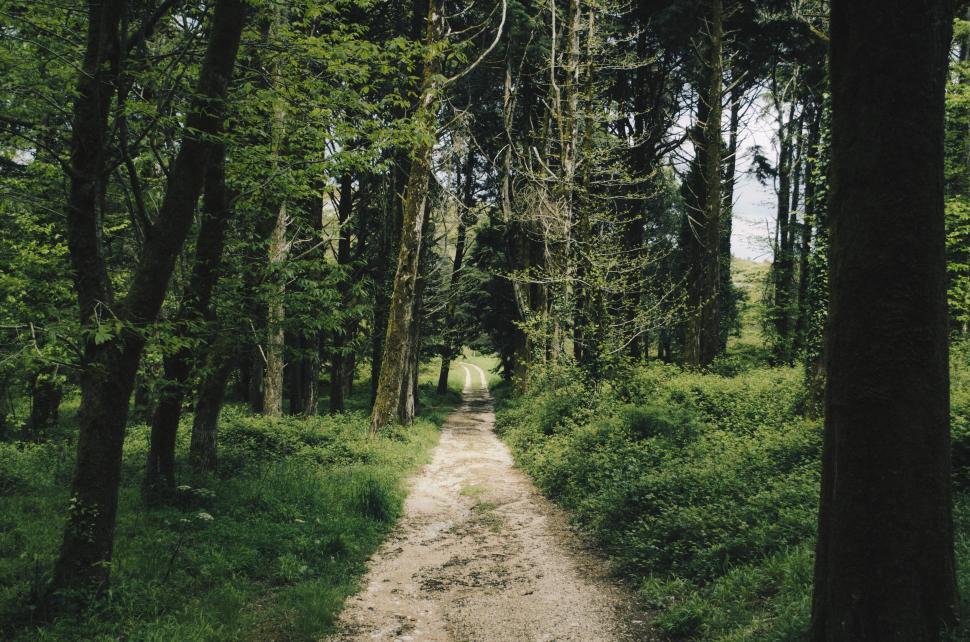 Free Image of Forest path surrounded by tall trees and green bushes 
