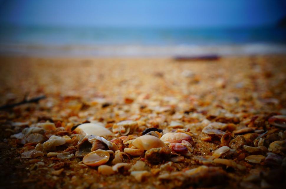 Free Image of Seashells on sandy beach with ocean in the background 