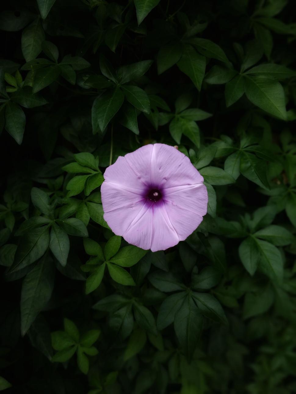 Free Image of Close-up of a vibrant purple flower with lush foliage. 