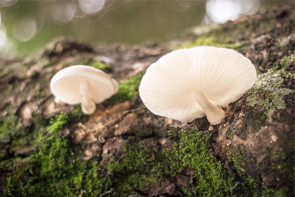Free Image of Close-up of white mushrooms on a moss-covered tree. 