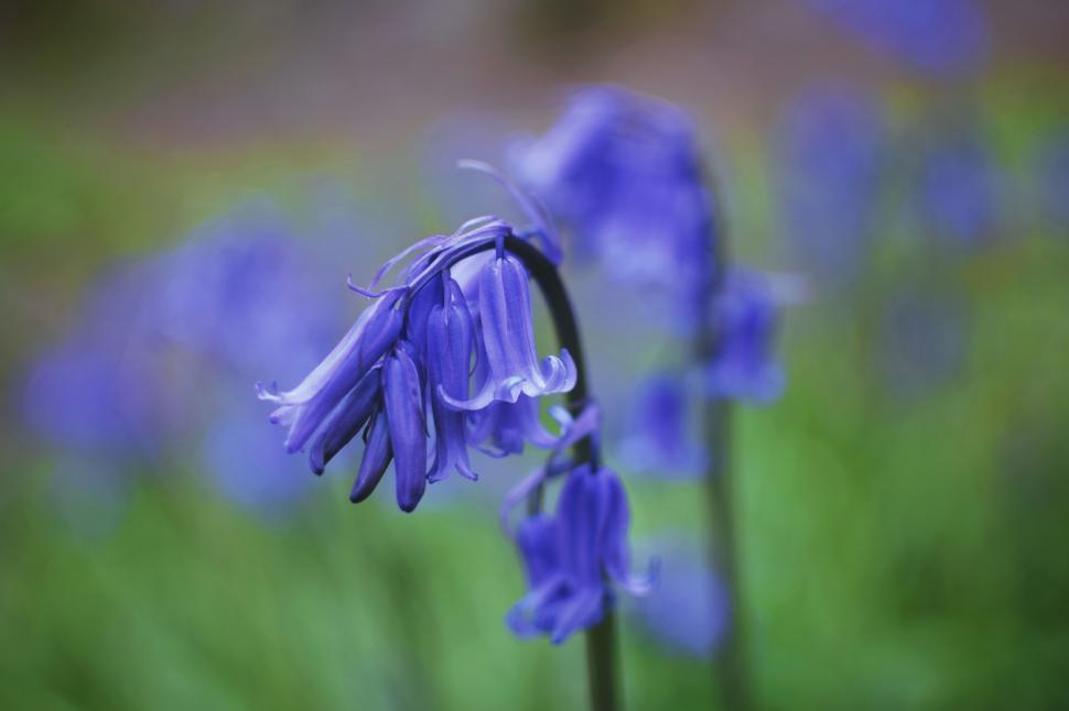 Free Image of Beautiful blue flowers in full bloom. 